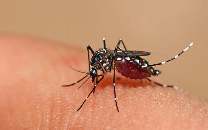 Muỗi vằn chính là vật thể lây truyền căn bệnh sốt xuất huyết